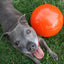 Ultra-Durable Staffie Dog Ball: Indestructible Chew Toy for Powerful Breeds