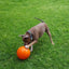Ultra-Durable Staffie Dog Ball: Indestructible Chew Toy for Powerful Breeds