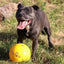 Aussie Dog Tucker Ball Large: Durable Treat Dispensing Dog Toy for Large Breeds