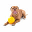 Medium Aussie Dog Tucker Ball Reward Toy for Engaging Play