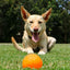 Durable Medium Puzzle Ball for Dogs - Engaging Treat Dispensing Fun Toy
