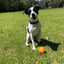 Interactive Treat Dispensing Dog Puzzle Ball for Mental Stimulation and Fun Play