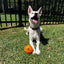 Interactive Treat Dispensing Dog Puzzle Ball for Mental Stimulation and Fun Play