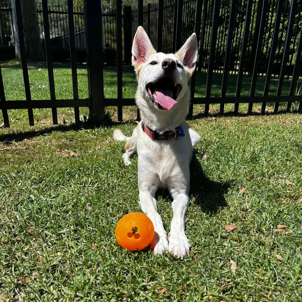 Interactive Treat Dispensing Dog Puzzle Ball for Mental Stimulation and Fun Play