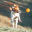 Interactive Treat Dispensing Dog Puzzle Ball for Mental Stimulation and Fun Play