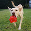 Aussie Dog Monster Treat Ball: Durable Red Rubber Enrichment Toy for Dogs