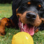 Indestructible Aussie Dog Dura Ball - Chew Proof, Lifetime Warranty, Fetch Toy