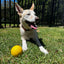 Indestructible Aussie Dog Dura Ball - Chew Proof, Lifetime Warranty, Fetch Toy