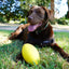 Aussie Dog Dura Footy: Ultra-Durable Rubber Dog Toy for Fetch & Play