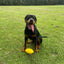 Aussie Dog Dura Footy: Ultra-Durable Rubber Dog Toy for Fetch & Play