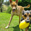 Aussie Dog Dura Footy: Ultra-Durable Rubber Dog Toy for Fetch & Play