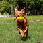 Aussie Dog Dura Footy: Ultra-Durable Rubber Dog Toy for Fetch & Play