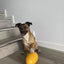 Ultimate Small Footy Feeder: Interactive Treat Dispensing Dog Toy