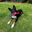 Durable Squeaky Bunny Dog Toy with Chew-Resistant Reinforced Seams for Playful Pups