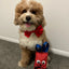 Durable Squeaky Bunny Dog Toy with Chew-Resistant Reinforced Seams for Playful Pups