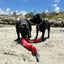 Durable Squeaky Snake Dog Toy: Interactive Fun for Playful Pups