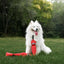Durable Squeaky Snake Dog Toy: Interactive Fun for Playful Pups