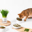 MICHU Soil-Free Cat Grass Kit with Australian Seed