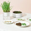 MICHU Soil-Free Cat Grass Kit with Australian Seed
