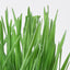 MICHU Soil-Free Cat Grass Kit with Australian Seed