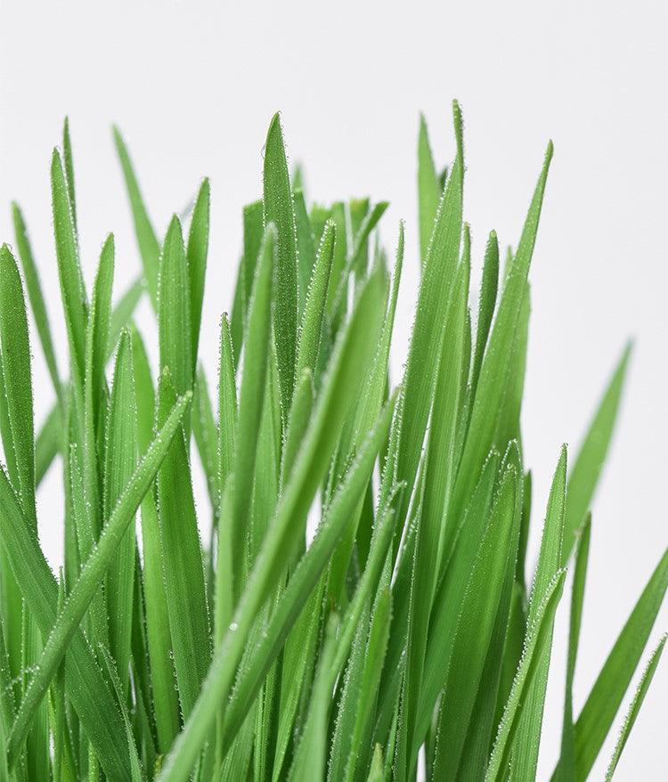 MICHU Soil-Free Cat Grass Kit with Australian Seed