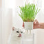 MICHU Soil-Free Cat Grass Kit with Australian Seed