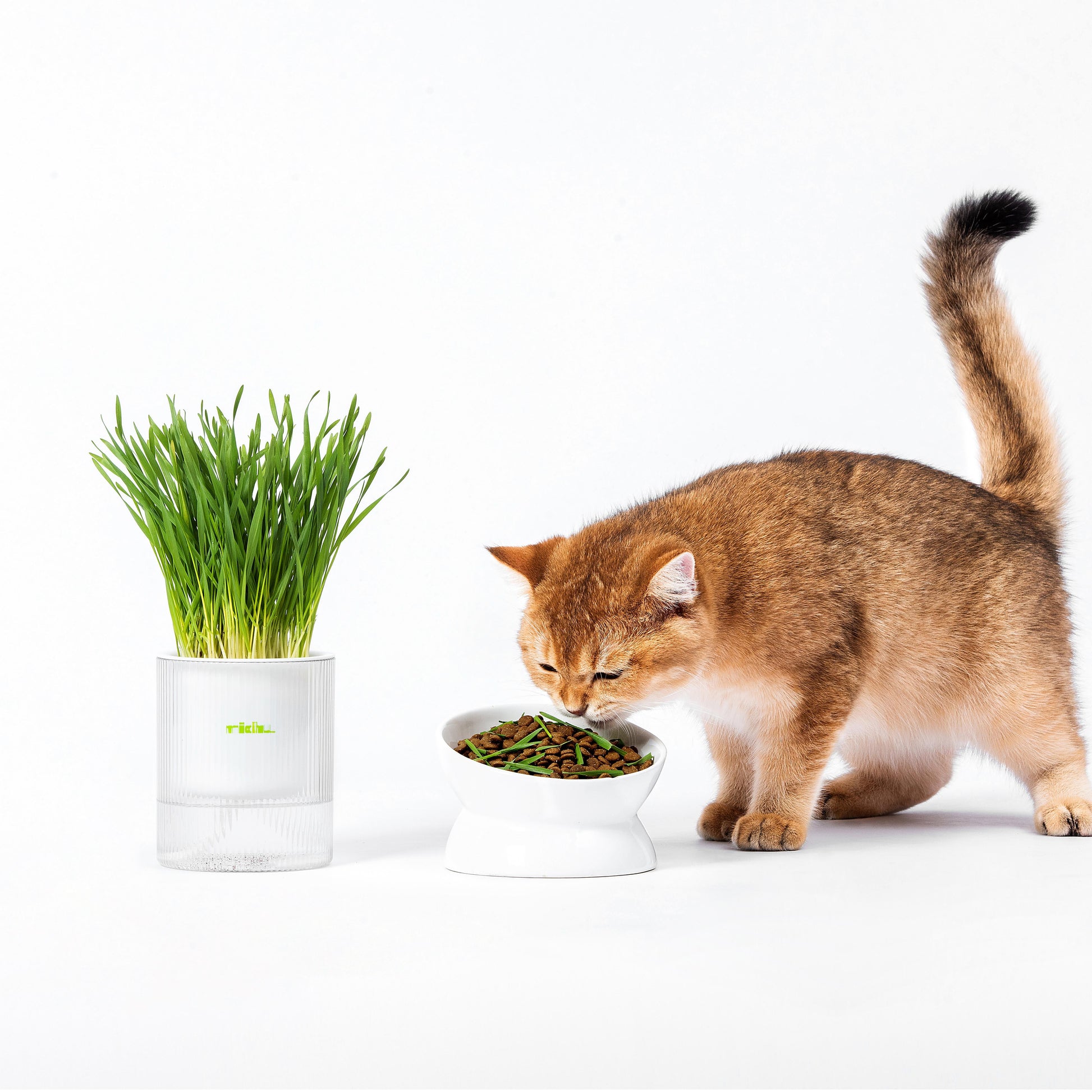 MICHU Soil-Free Cat Grass Kit with Australian Seed