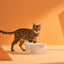 Michu Wireless Cat Water Fountain Cordless Rechargeable 1.8L