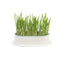 Zodiac Soilless Wheatgrass Growing Kit: Fresh, Nutritious, Easy-Grow Pet Greens