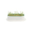 Zodiac Soilless Wheatgrass Growing Kit: Fresh, Nutritious, Easy-Grow Pet Greens