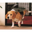 Transcat Pet Door for Cats & Dogs - Large Door for Glass