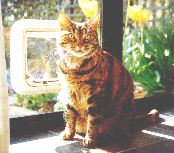 Transcat Pet Door Cat Flap for Doors, Walls & Glass - White - 4 Way Lock